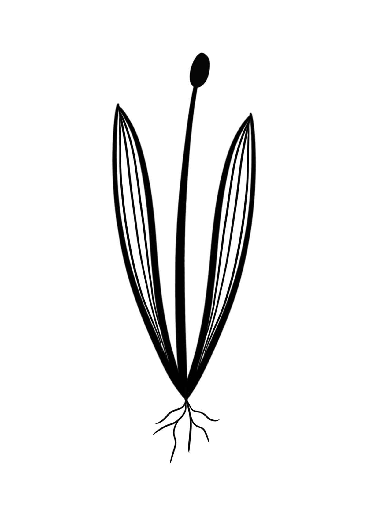 Plantin Lanceole sauvage illustré Wild